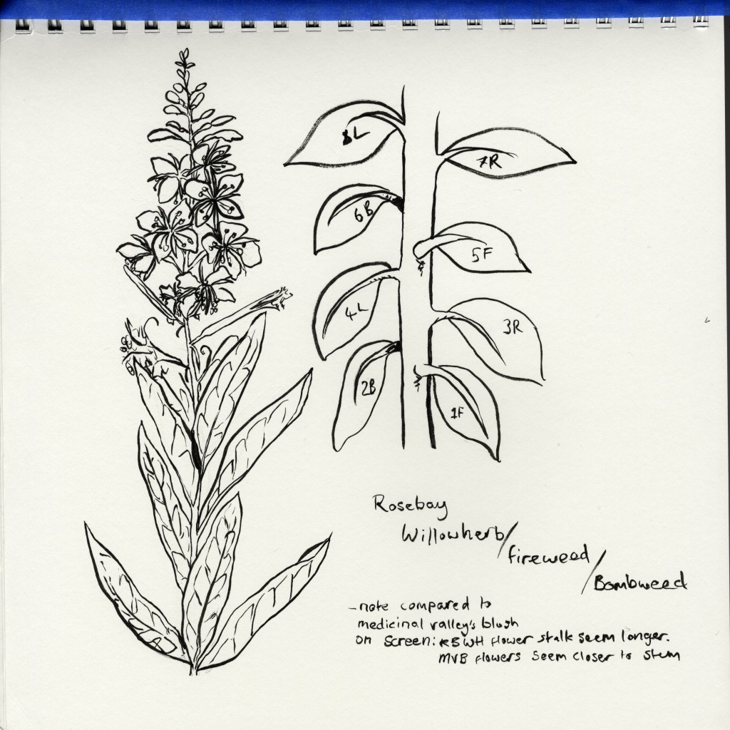 Drawing of willowherb from Immy's sketchbook. Left hand side including top part of plant plus inflorescence. Detail on the left focusing on spiral arrangement of leaves on stem. 